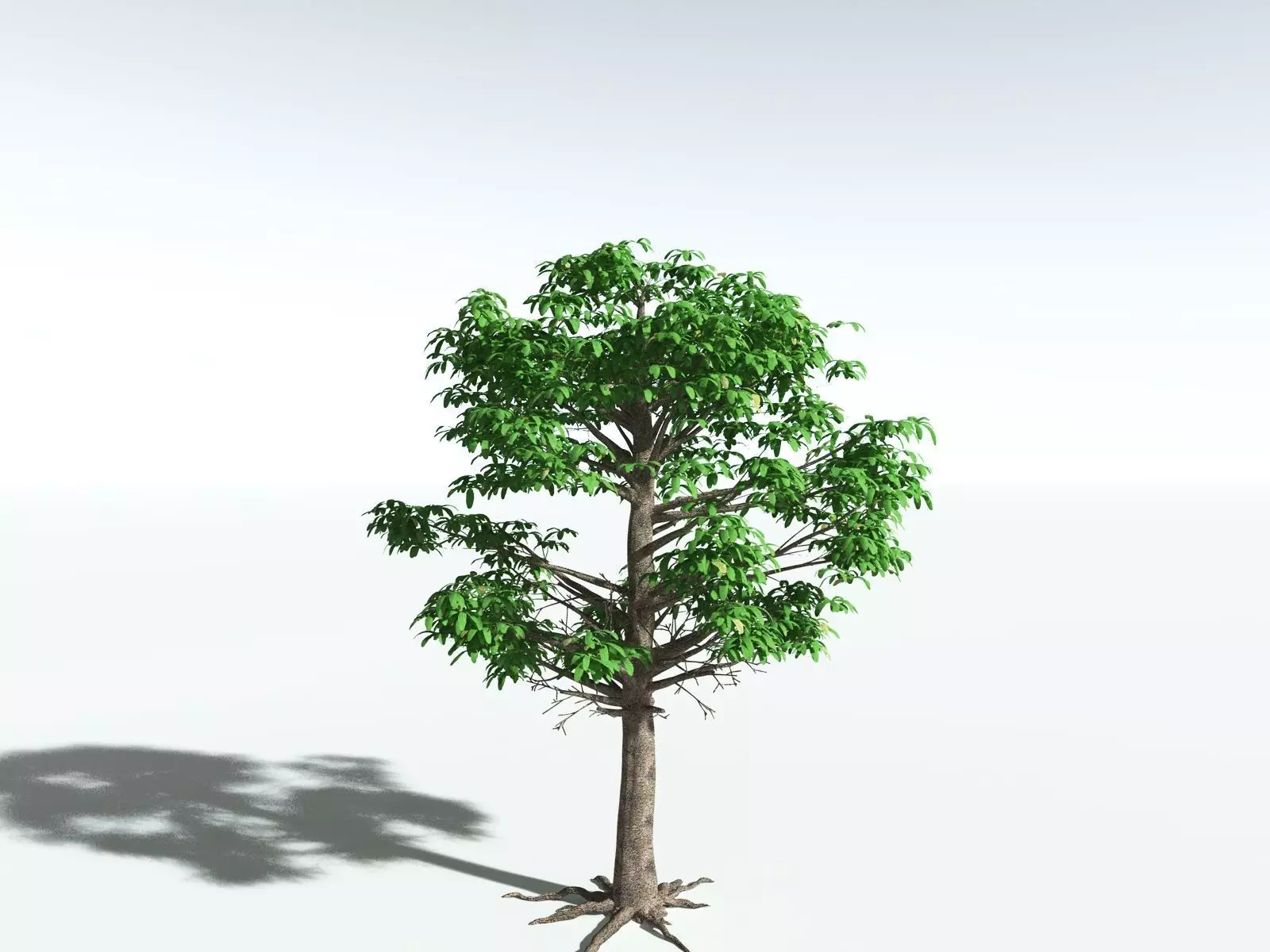 EVERYPlant Glossopteris Communis 3D model_2