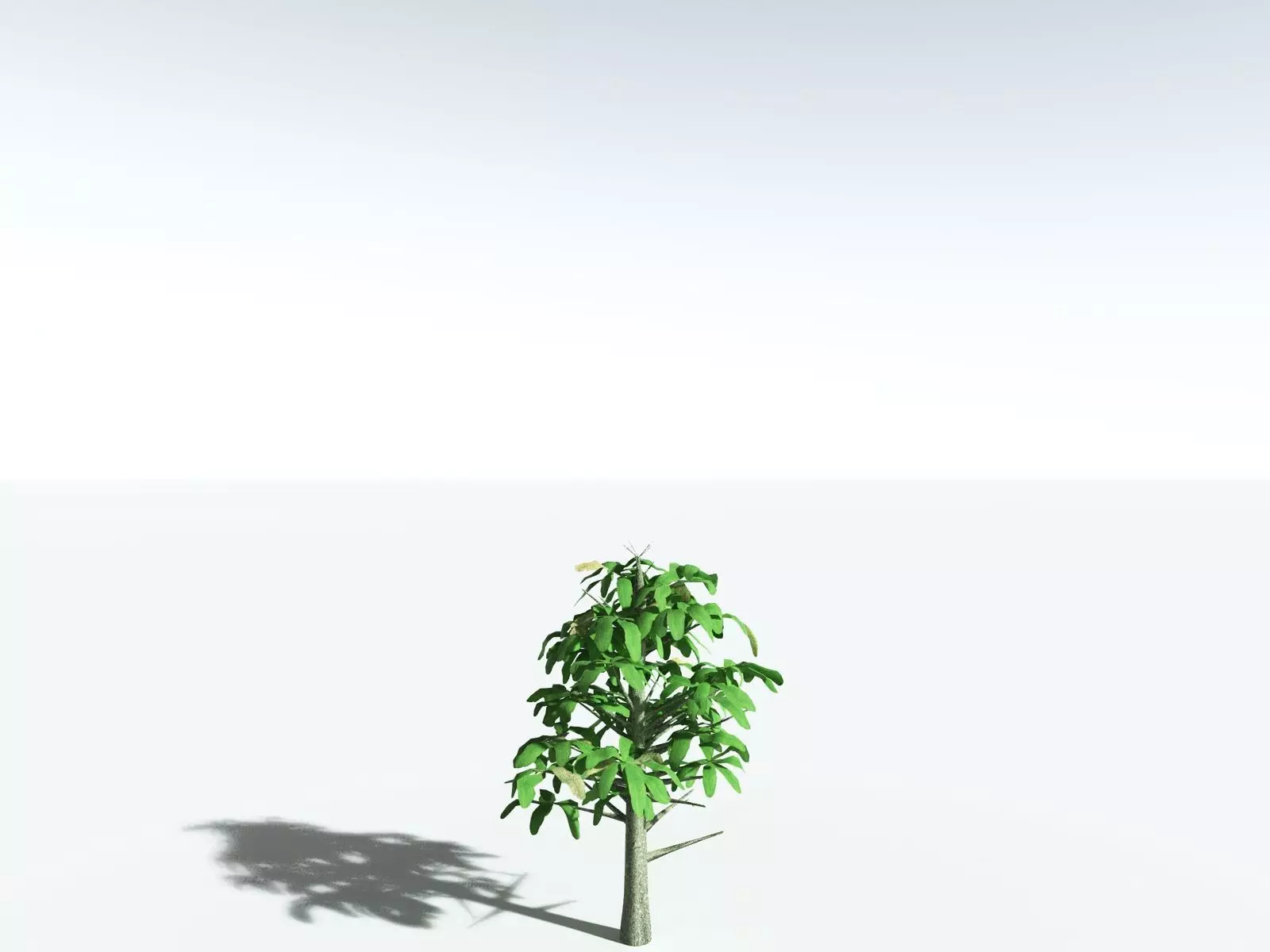 EVERYPlant Glossopteris Communis 3D model_37