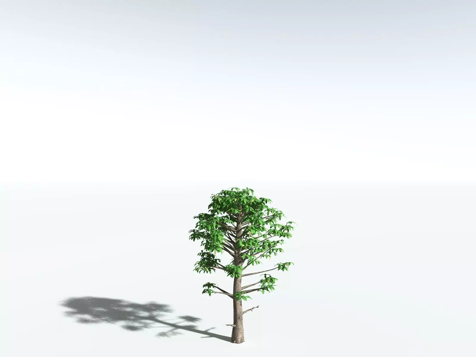 EVERYPlant Glossopteris Communis 3D model_32