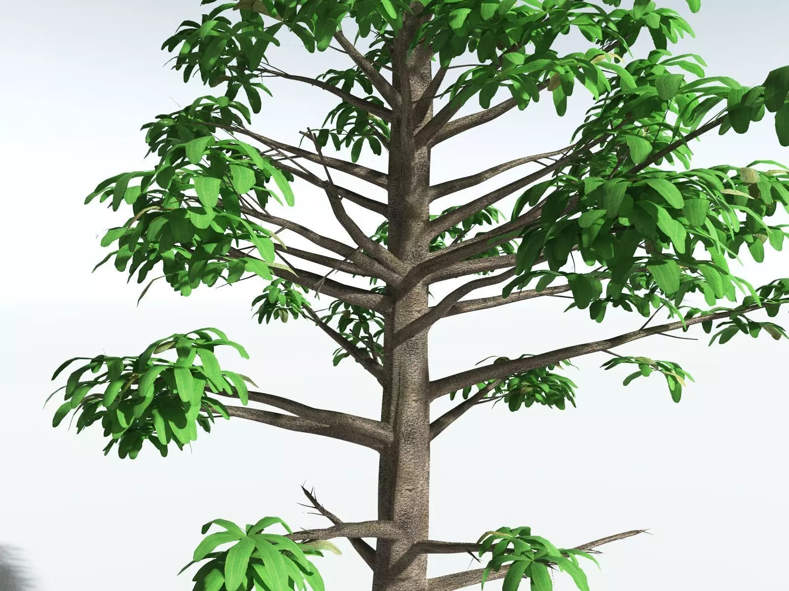 EVERYPlant Glossopteris Communis 3D model_31