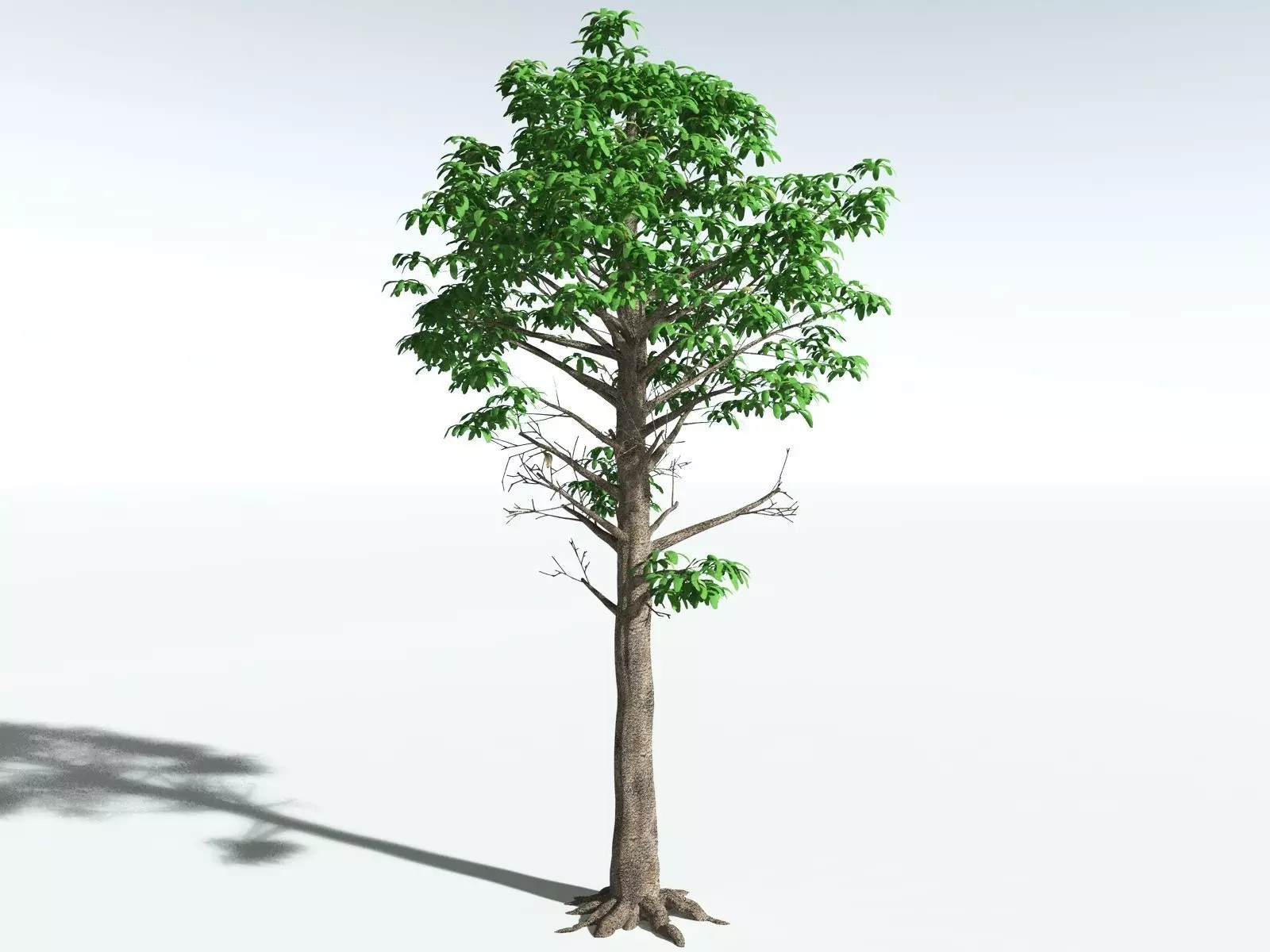 EVERYPlant Glossopteris Communis 3D model_8