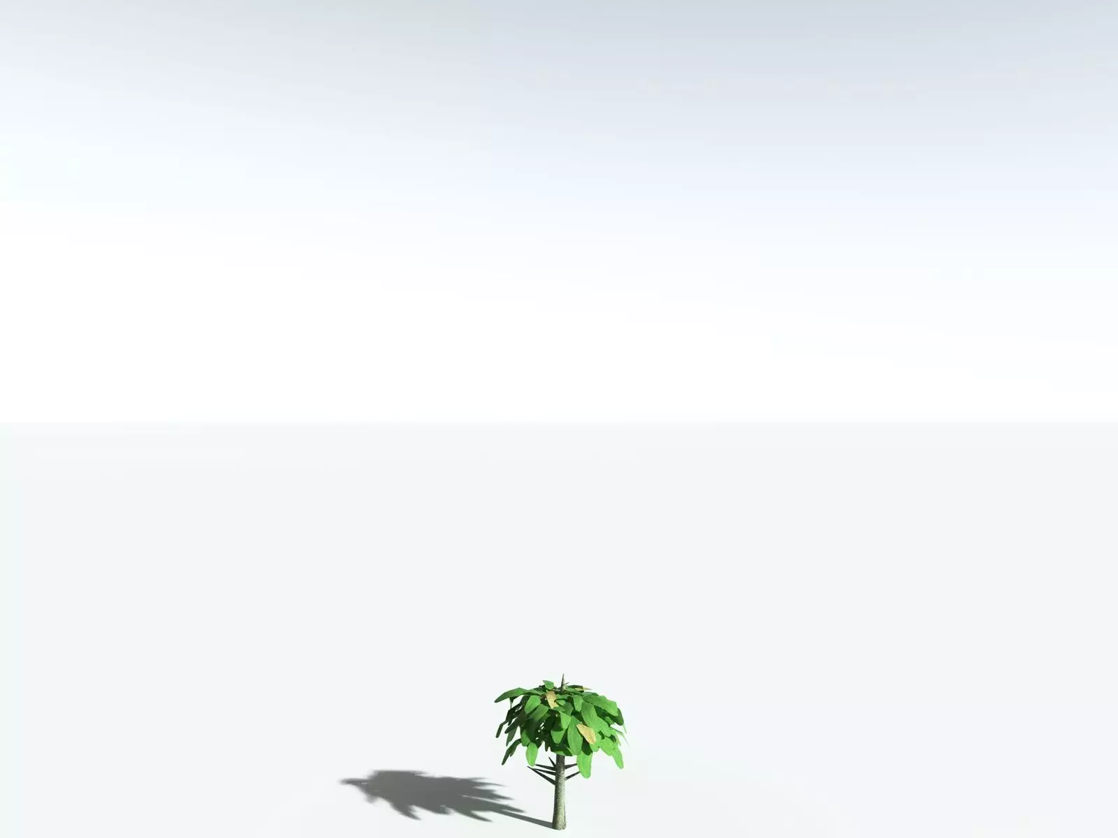 EVERYPlant Glossopteris Communis 3D model_39