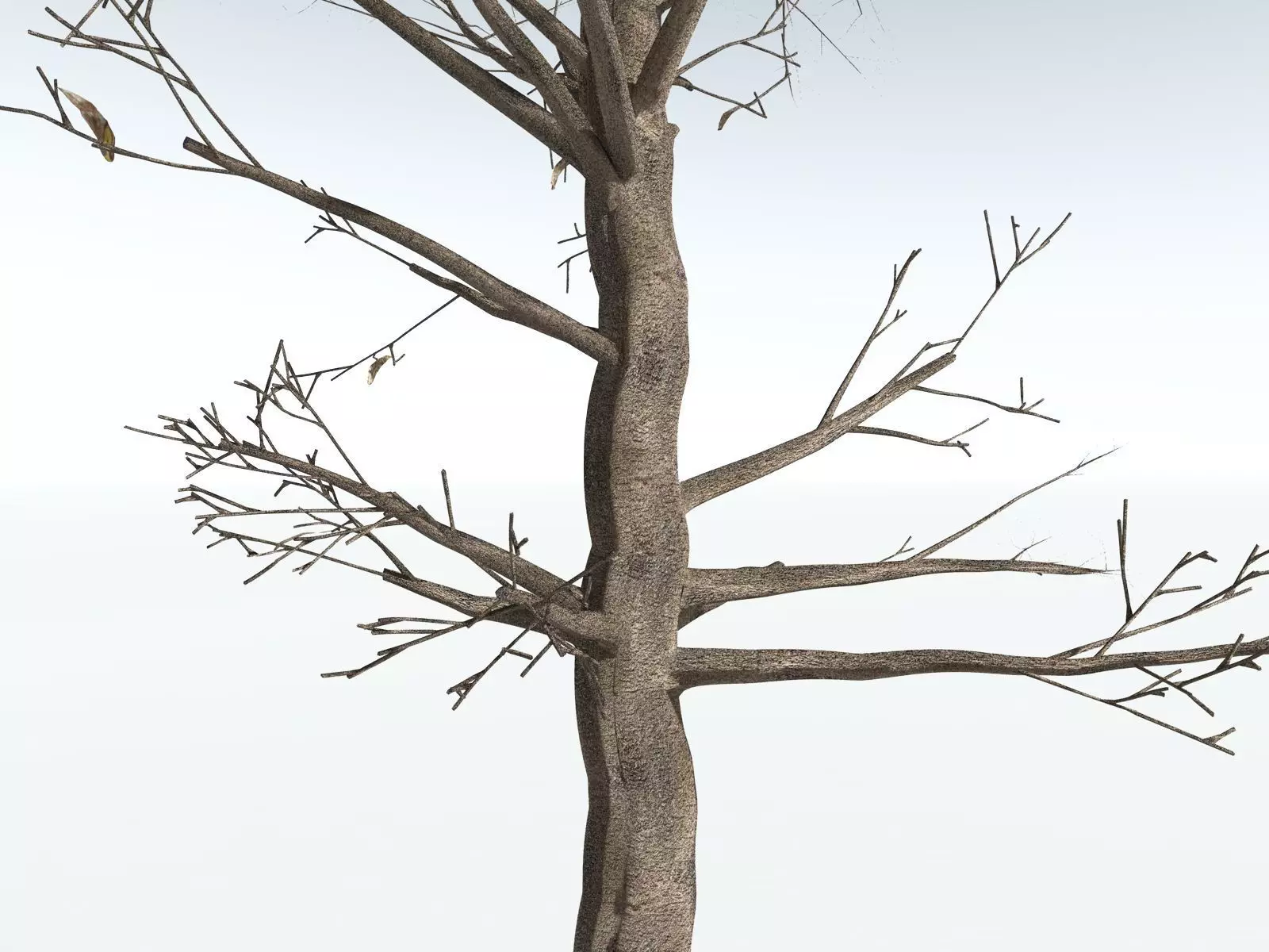 EVERYPlant Glossopteris Communis 3D model_17