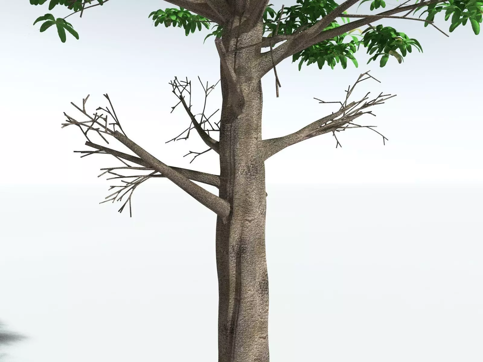 EVERYPlant Glossopteris Communis 3D model_5