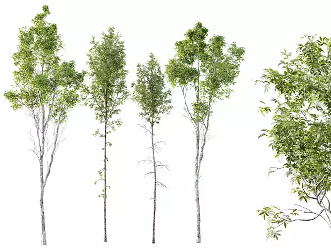 AV 4 trees Castanea Sativa and Betula Pendula 3D model