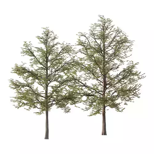 Mountain Ash Tree 11