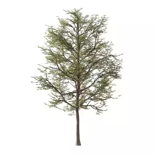 Mountain Ash Tree 12