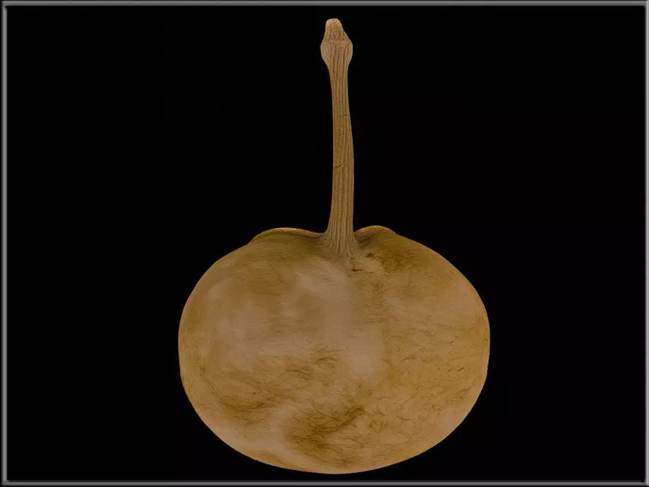 Buddha coconut Low-poly 3D model_2