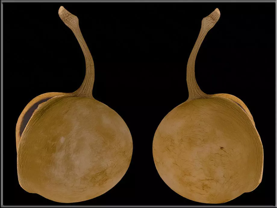 Buddha coconut Low-poly 3D model_1