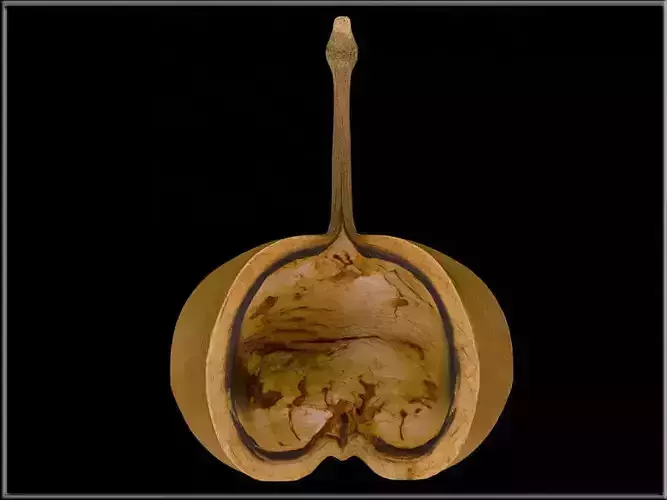 Buddha coconut Low-poly 3D model