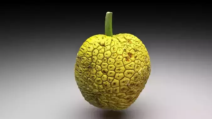 Breadfruit 3D model