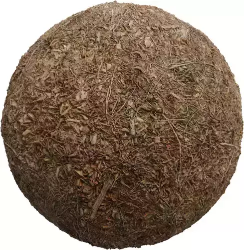 Autumn Forest Mulch Ground