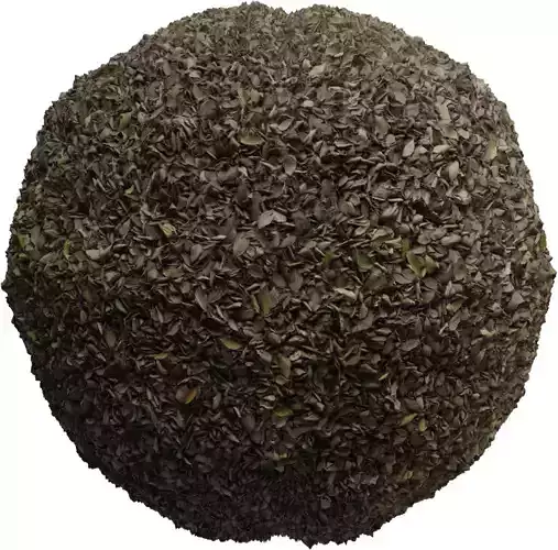 Forest Floor Fallen Leaves PBR Texture Texture Forest Floor Fallen Leaves PBR Texture Texture