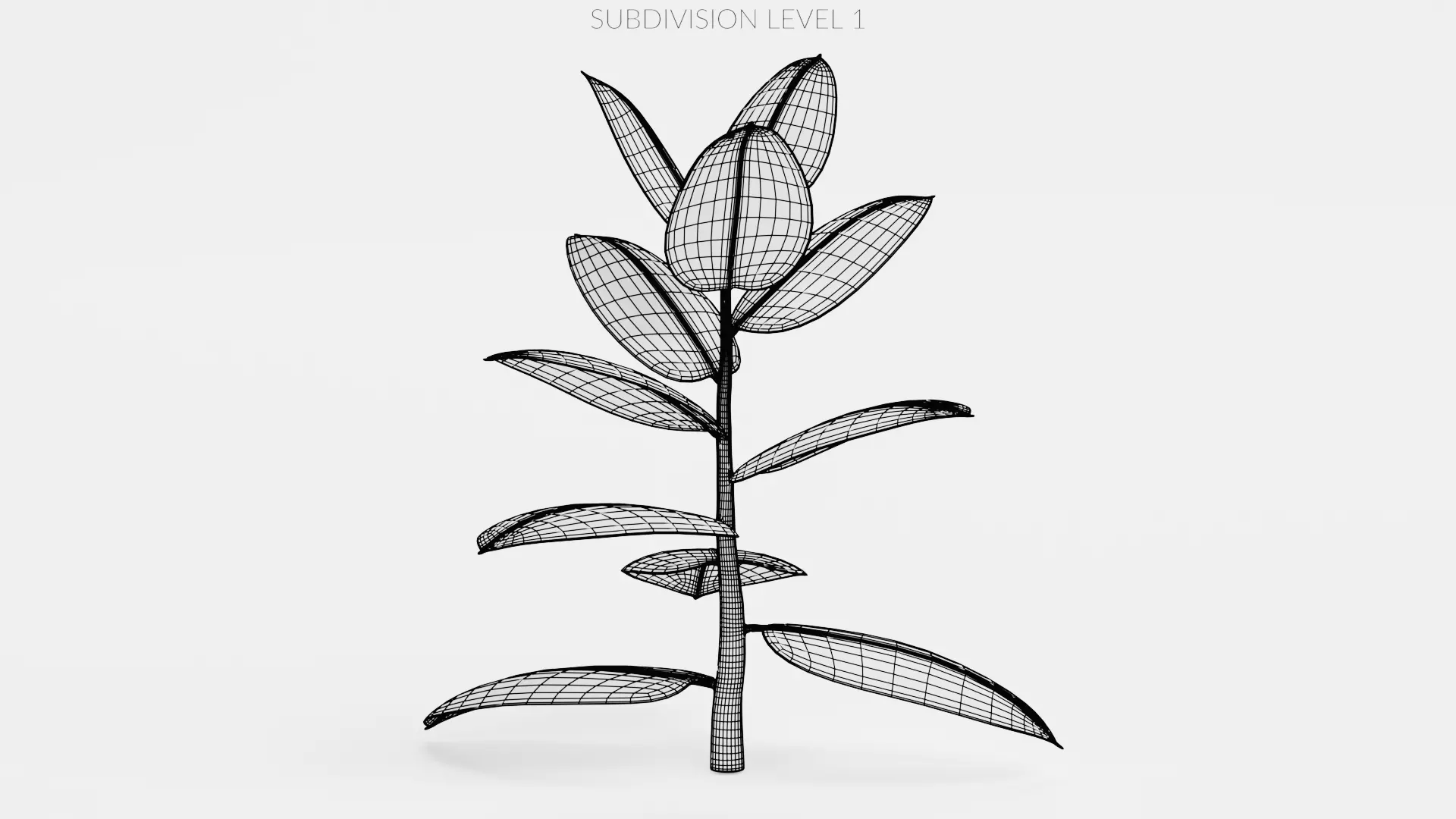 -Rubber Tree - Ficus Elastica- 3D model_9