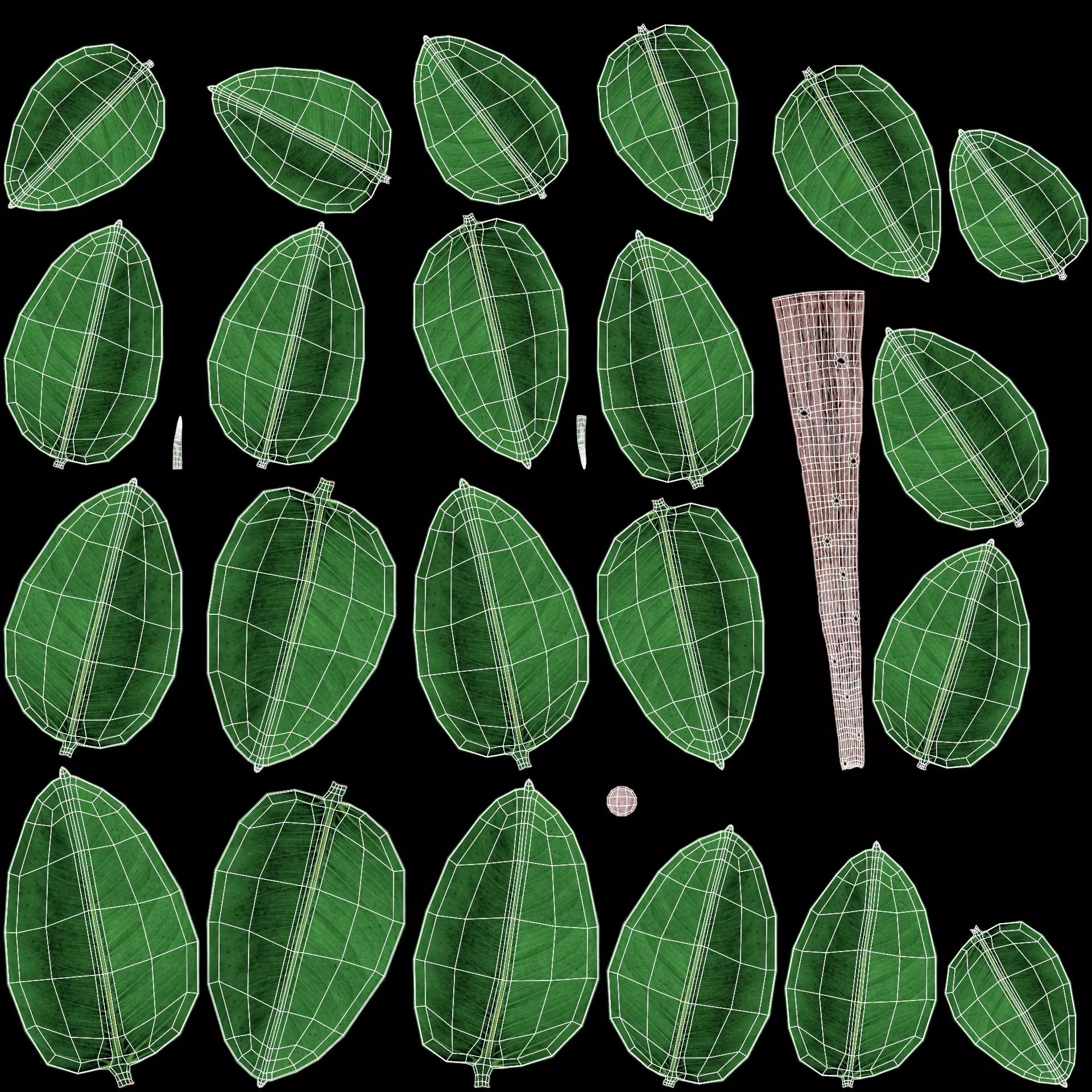 -Rubber Tree - Ficus Elastica- 3D model_7