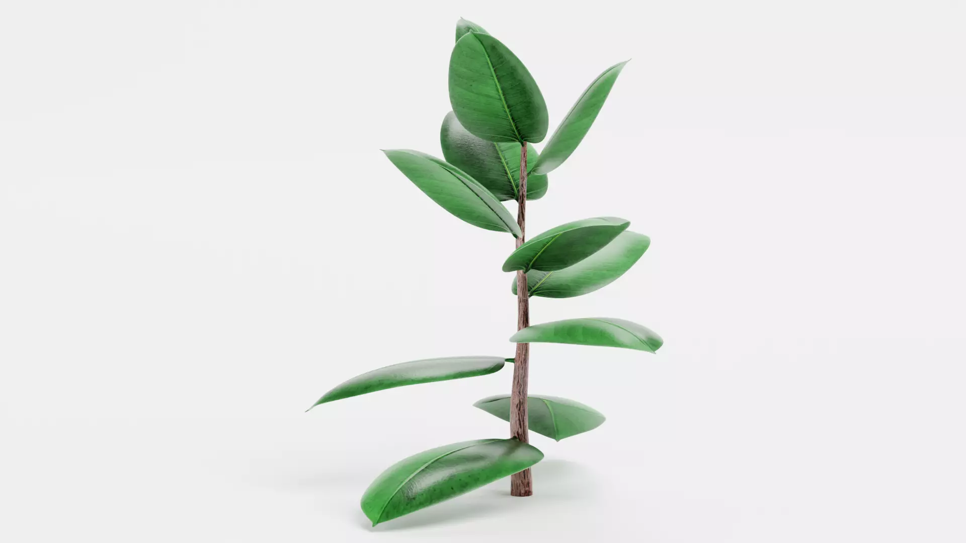 -Rubber Tree - Ficus Elastica- 3D model_1
