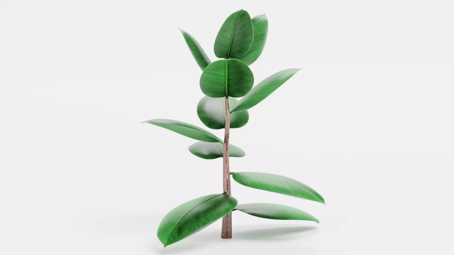 -Rubber Tree - Ficus Elastica- 3D model_3