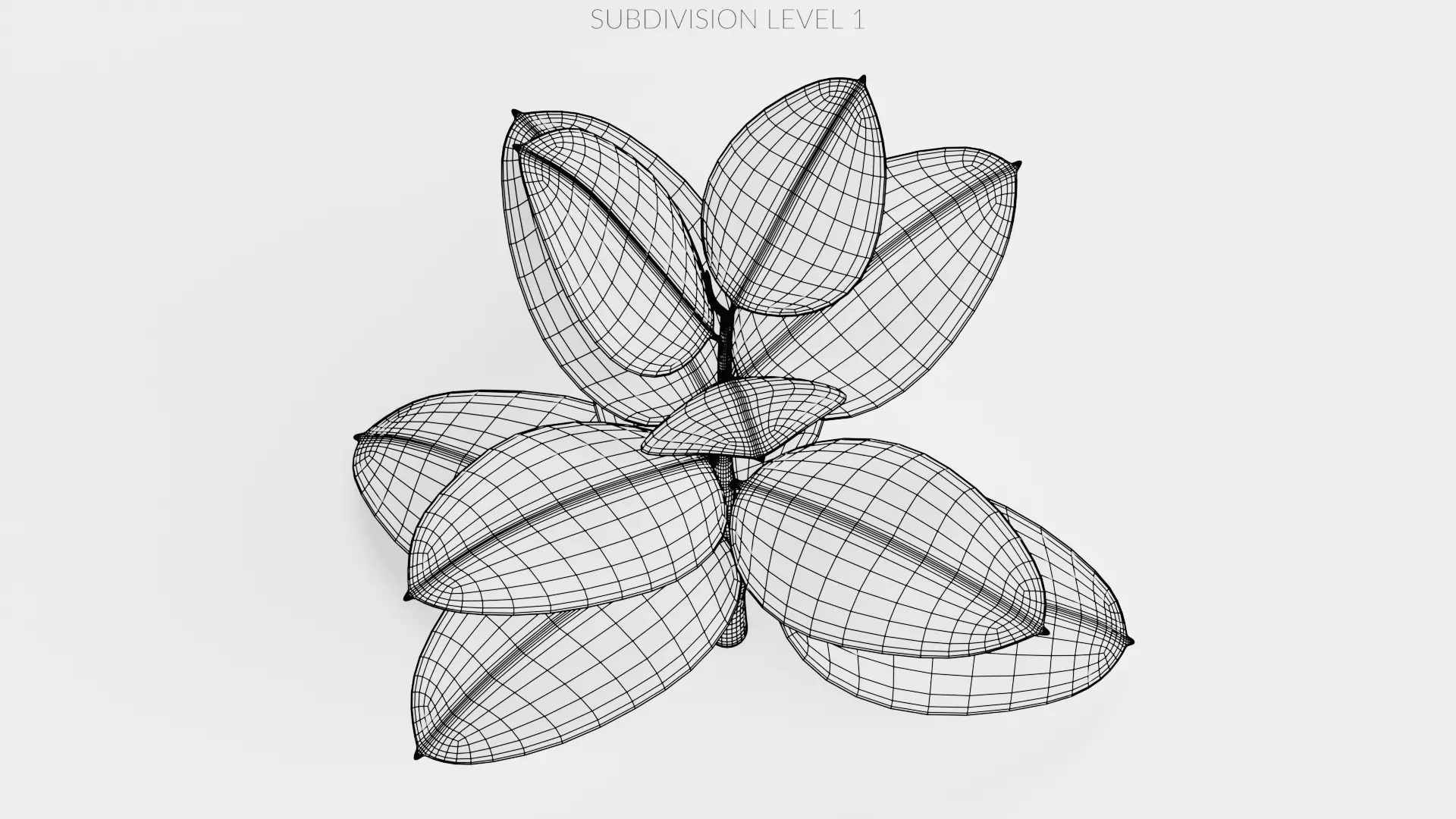 -Rubber Tree - Ficus Elastica- 3D model_11