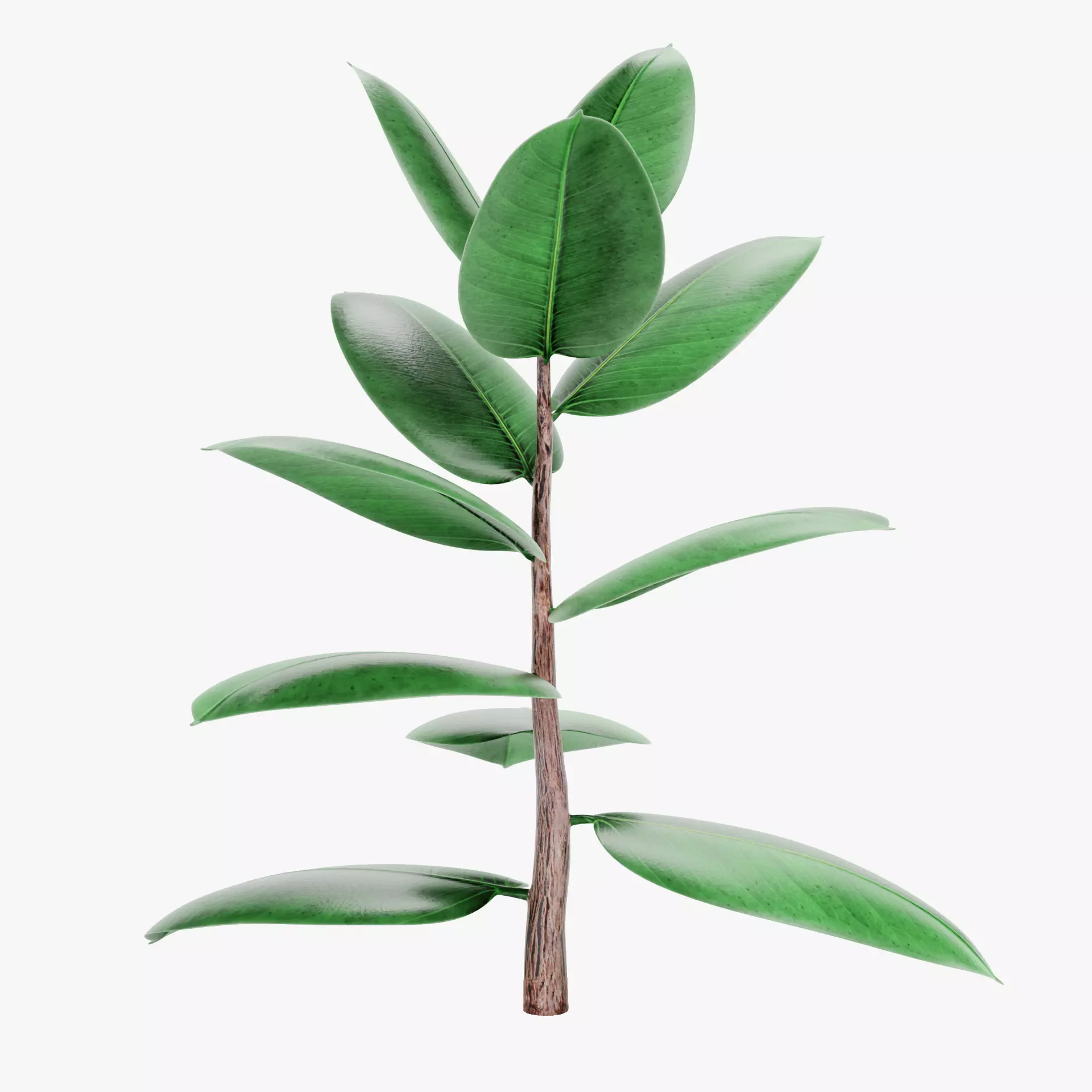 -Rubber Tree - Ficus Elastica- 3D model_12