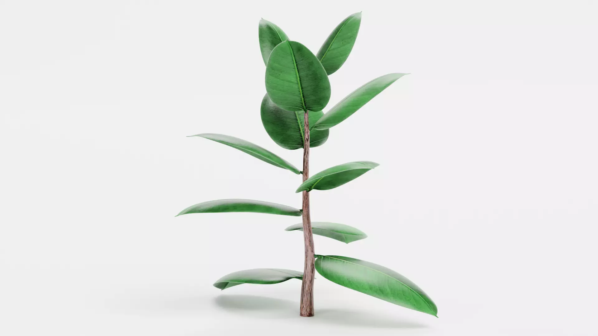 -Rubber Tree - Ficus Elastica- 3D model_4