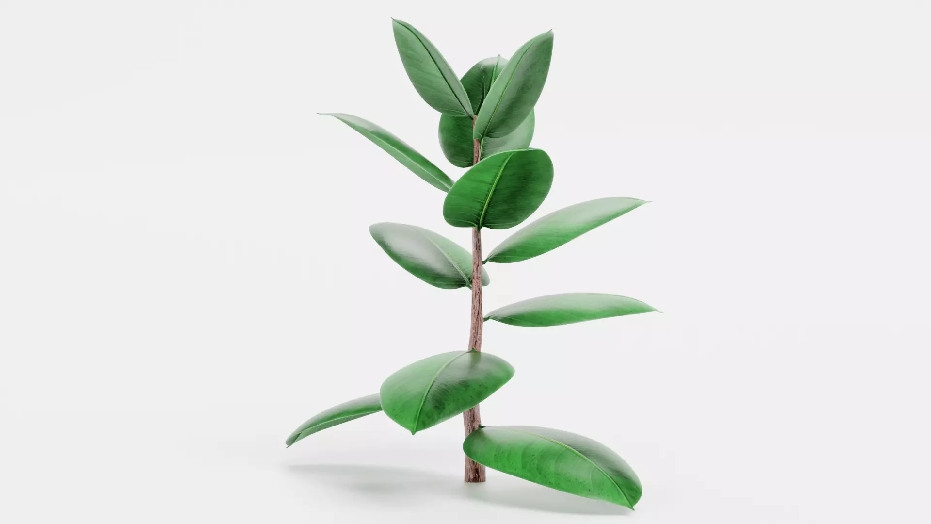-Rubber Tree - Ficus Elastica- 3D model_2