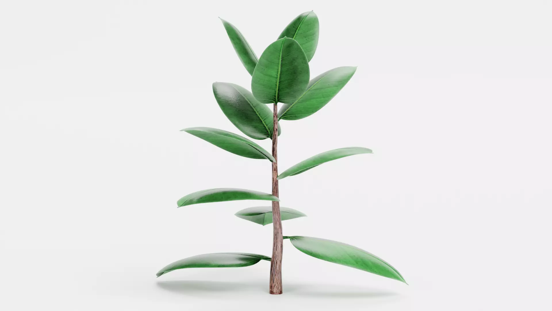 -Rubber Tree - Ficus Elastica- 3D model_0