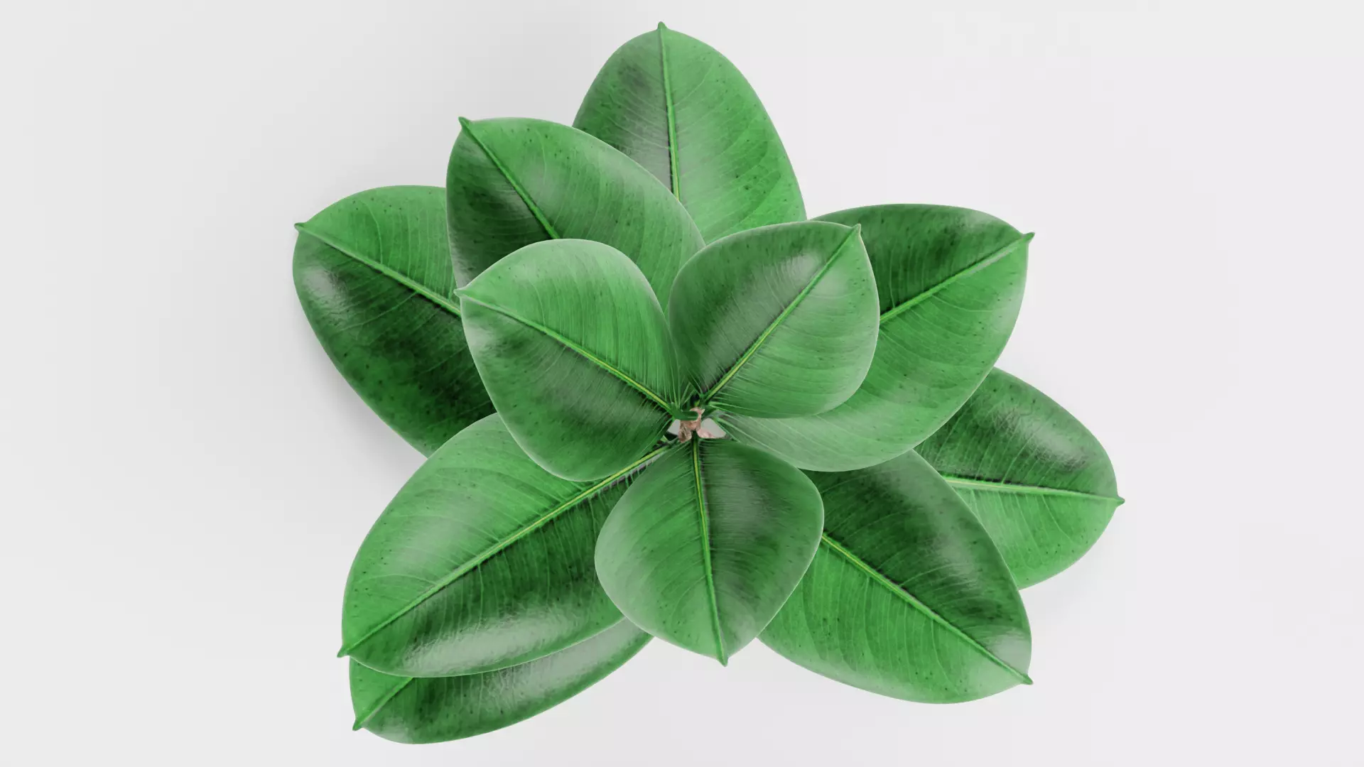 -Rubber Tree - Ficus Elastica- 3D model_6