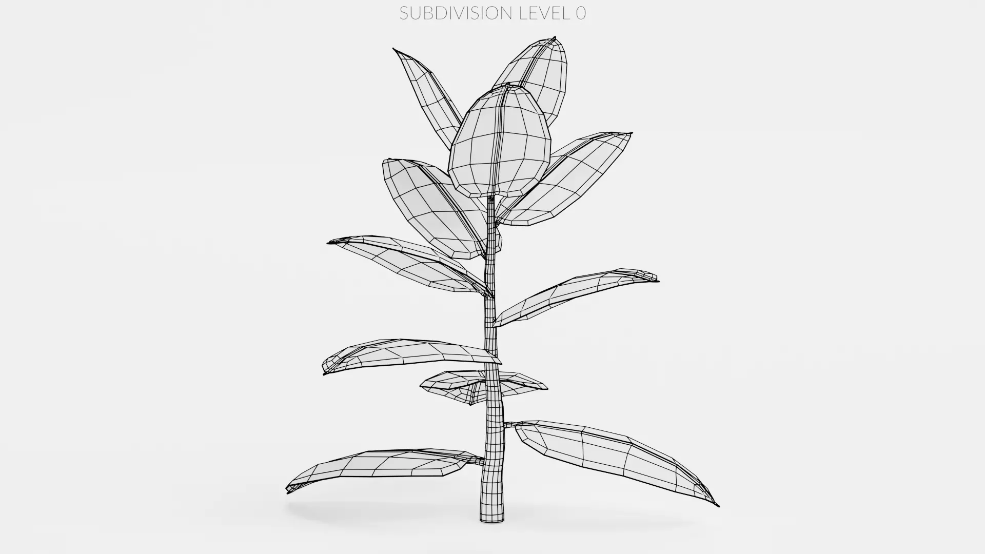-Rubber Tree - Ficus Elastica- 3D model_8