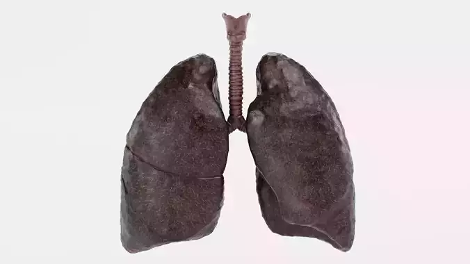 Damaged Smoker Lungs - Human Respiratory System