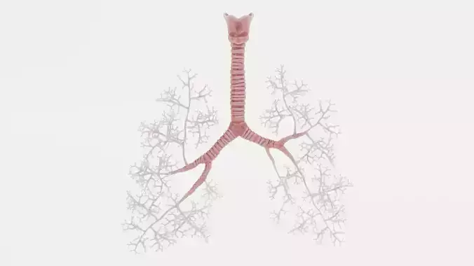 Trachea with Bronchi - Detailed Human Respiratory Anatomy