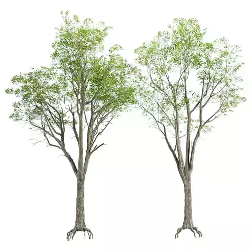 Low Poly Trees Low-poly 3D model