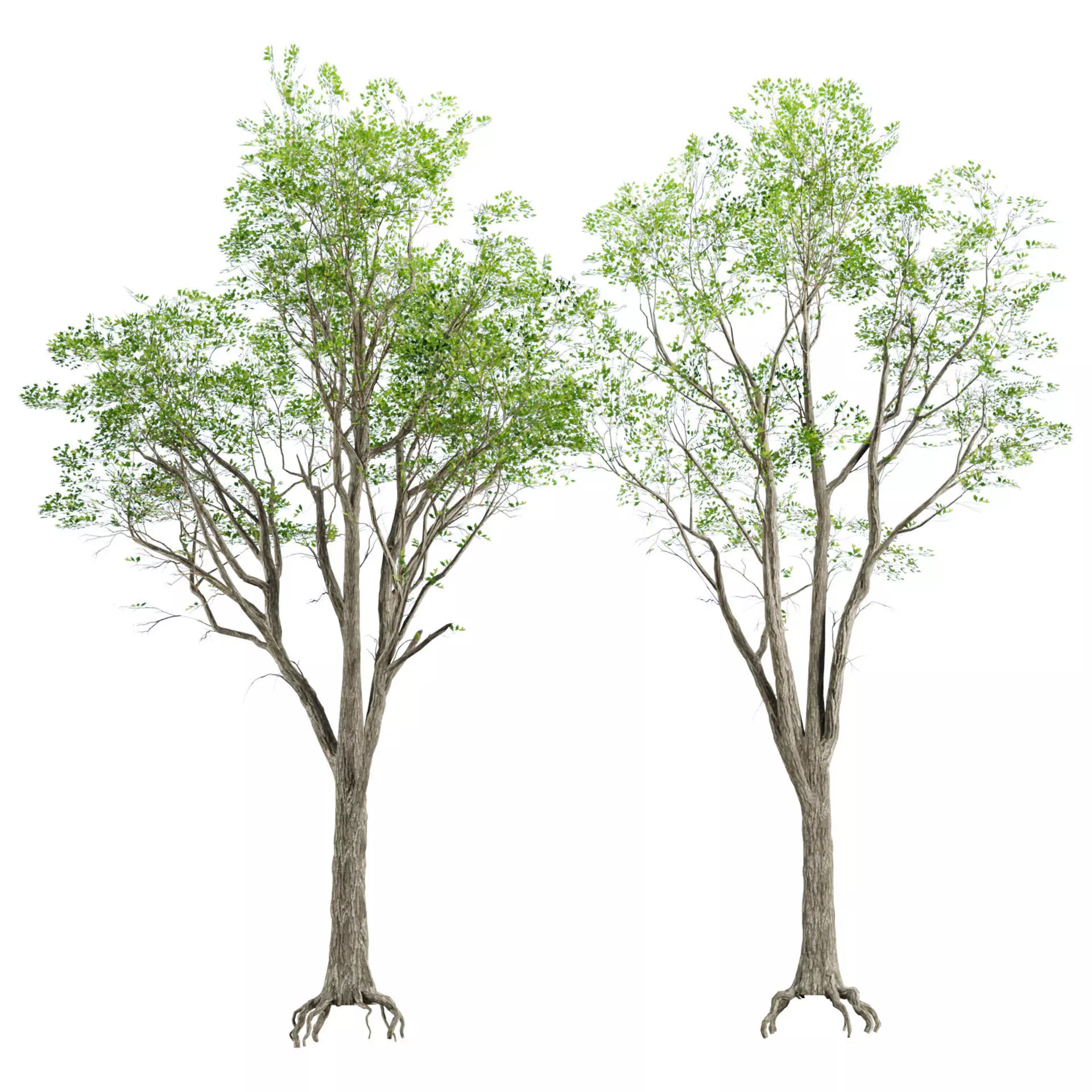 Low Poly Trees Low-poly 3D model_0