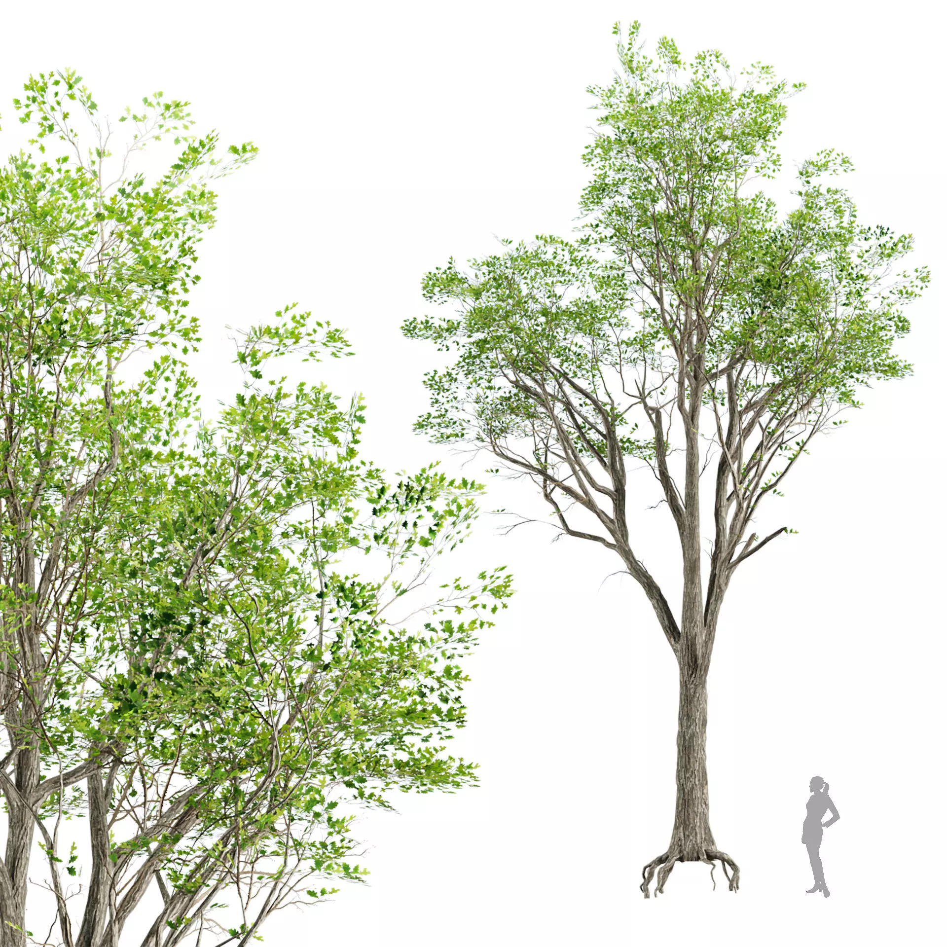 Low Poly Trees Low-poly 3D model_2