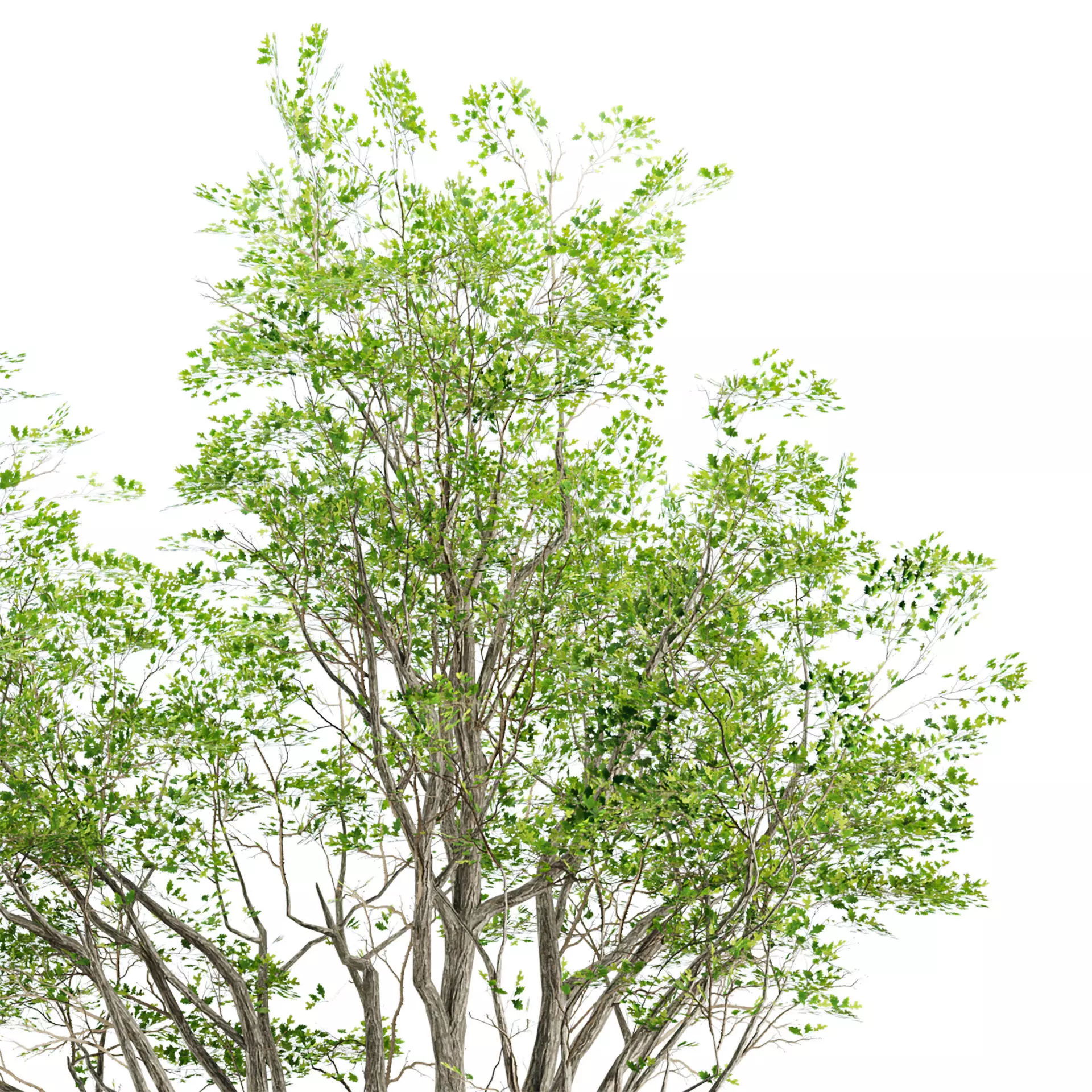 Low Poly Trees Low-poly 3D model_3