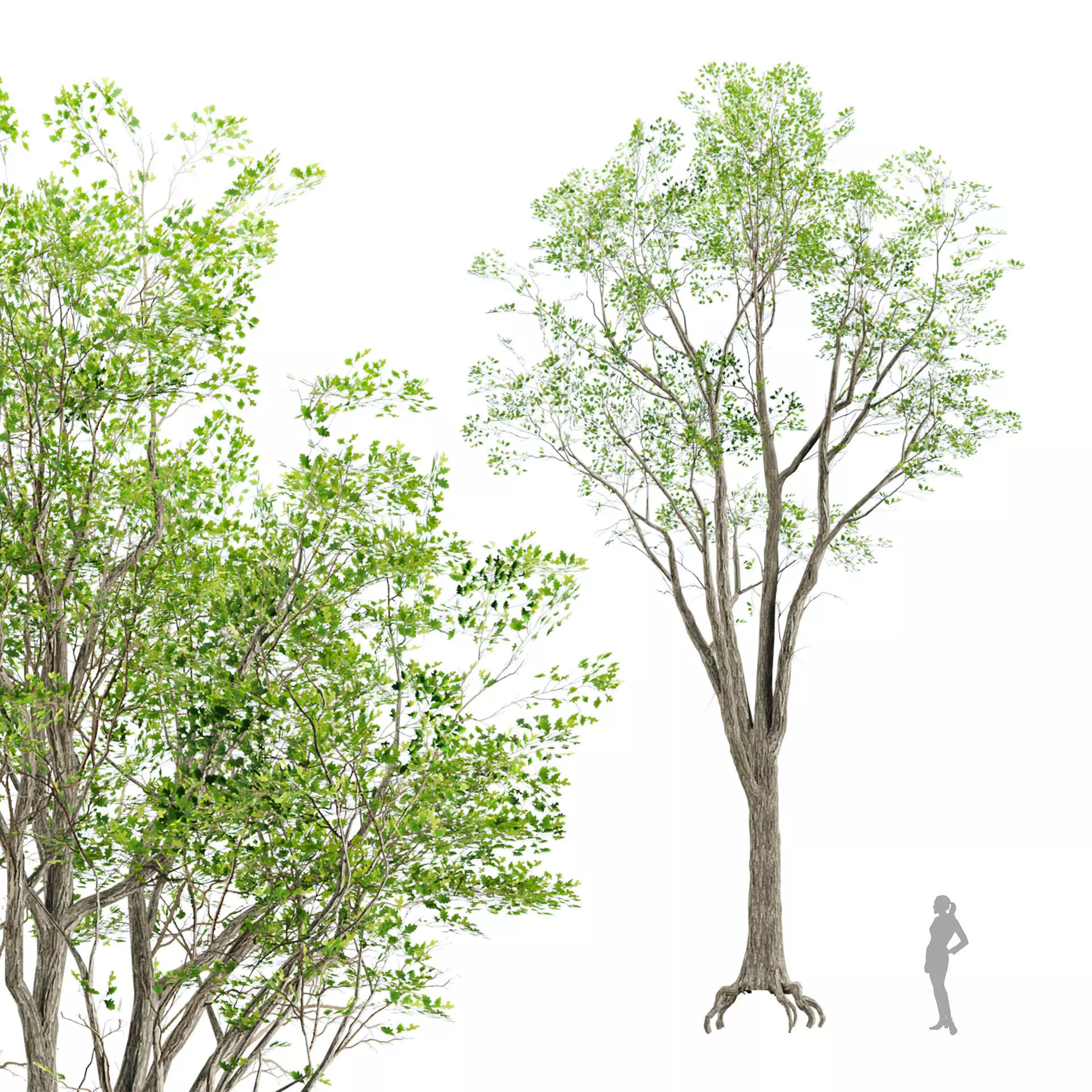 Low Poly Trees Low-poly 3D model_1