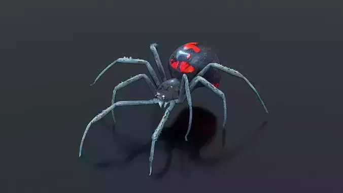 Black Widow Spider