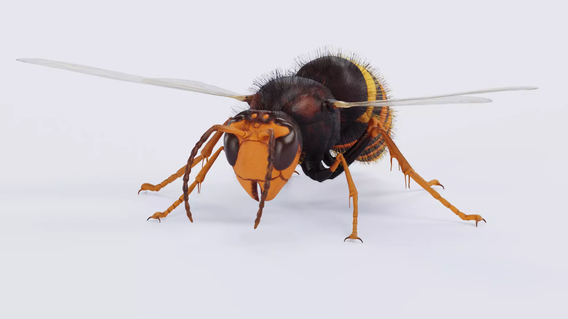 -Asian Giant Hornet - 3D model_1