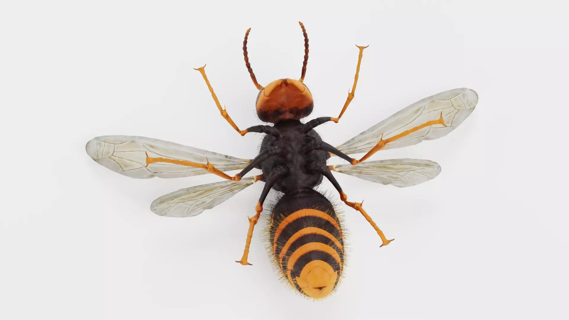 -Asian Giant Hornet - 3D model_6