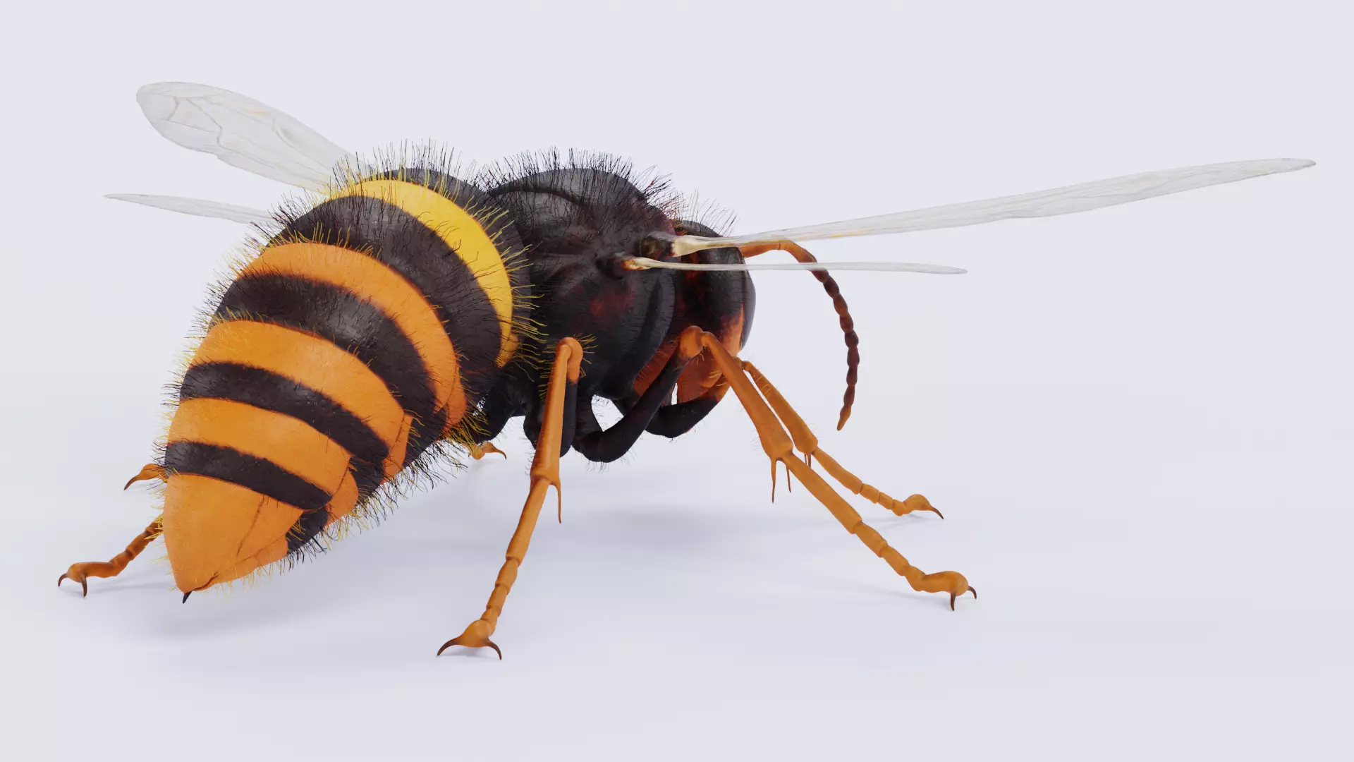 -Asian Giant Hornet - 3D model_3