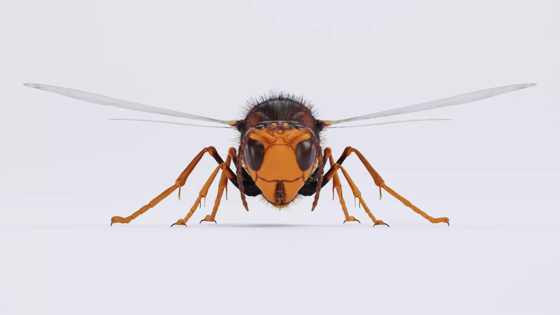 -Asian Giant Hornet - 3D model_7