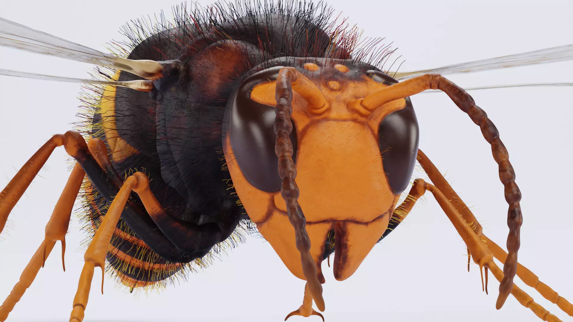 -Asian Giant Hornet - 3D model_9
