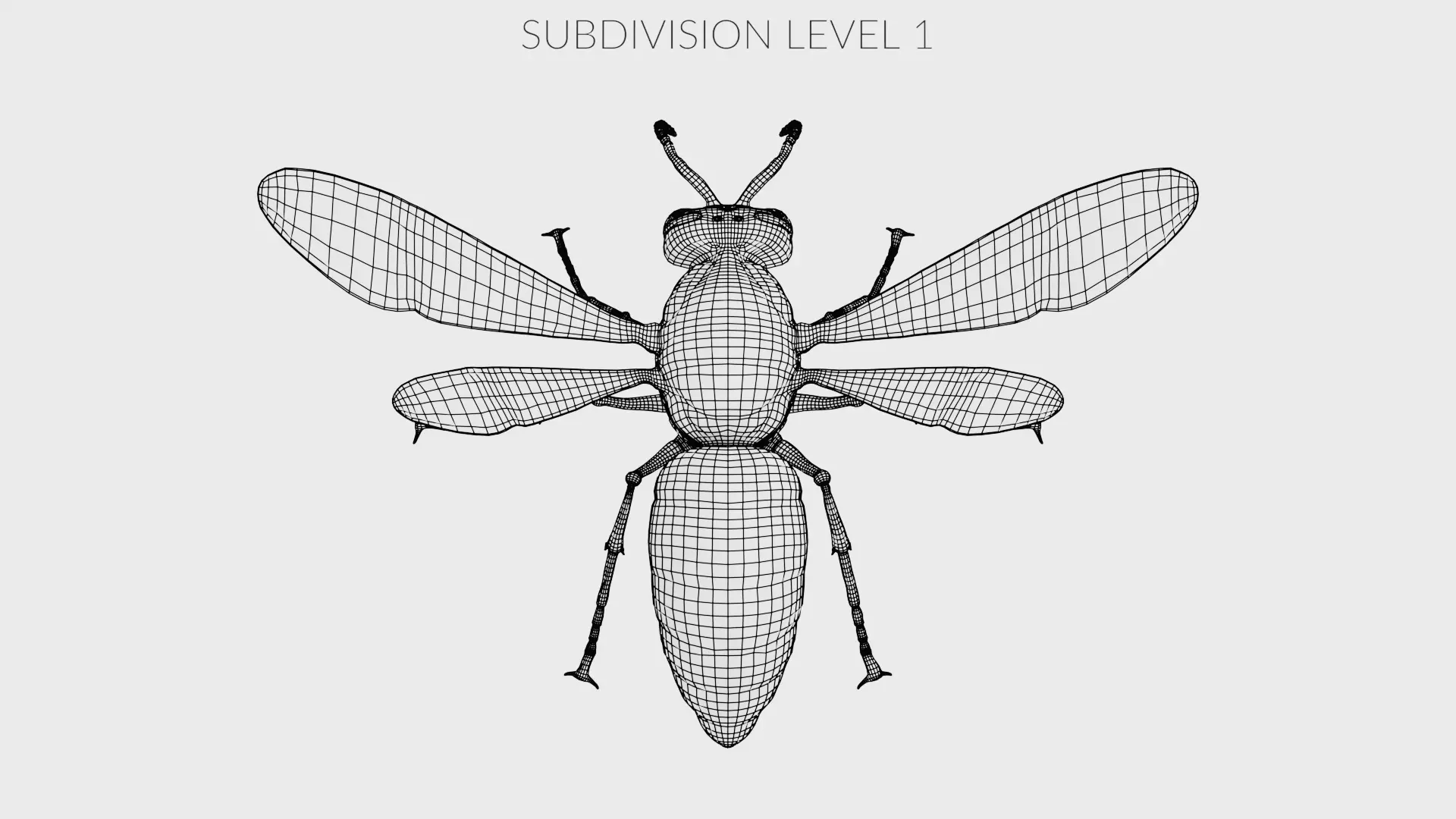 -Asian Giant Hornet - 3D model_13