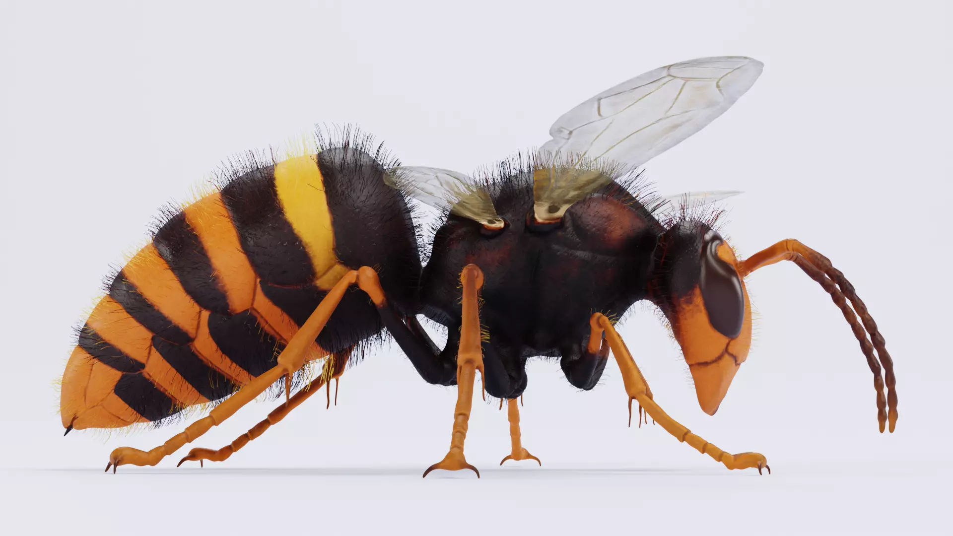 -Asian Giant Hornet - 3D model_8
