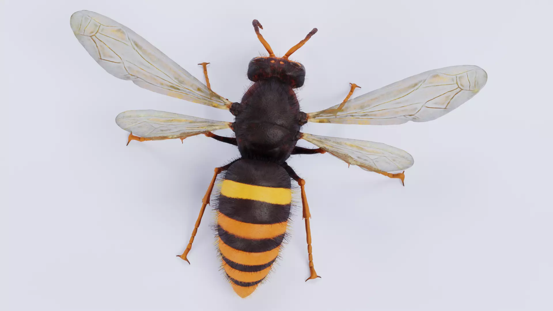 -Asian Giant Hornet - 3D model_5