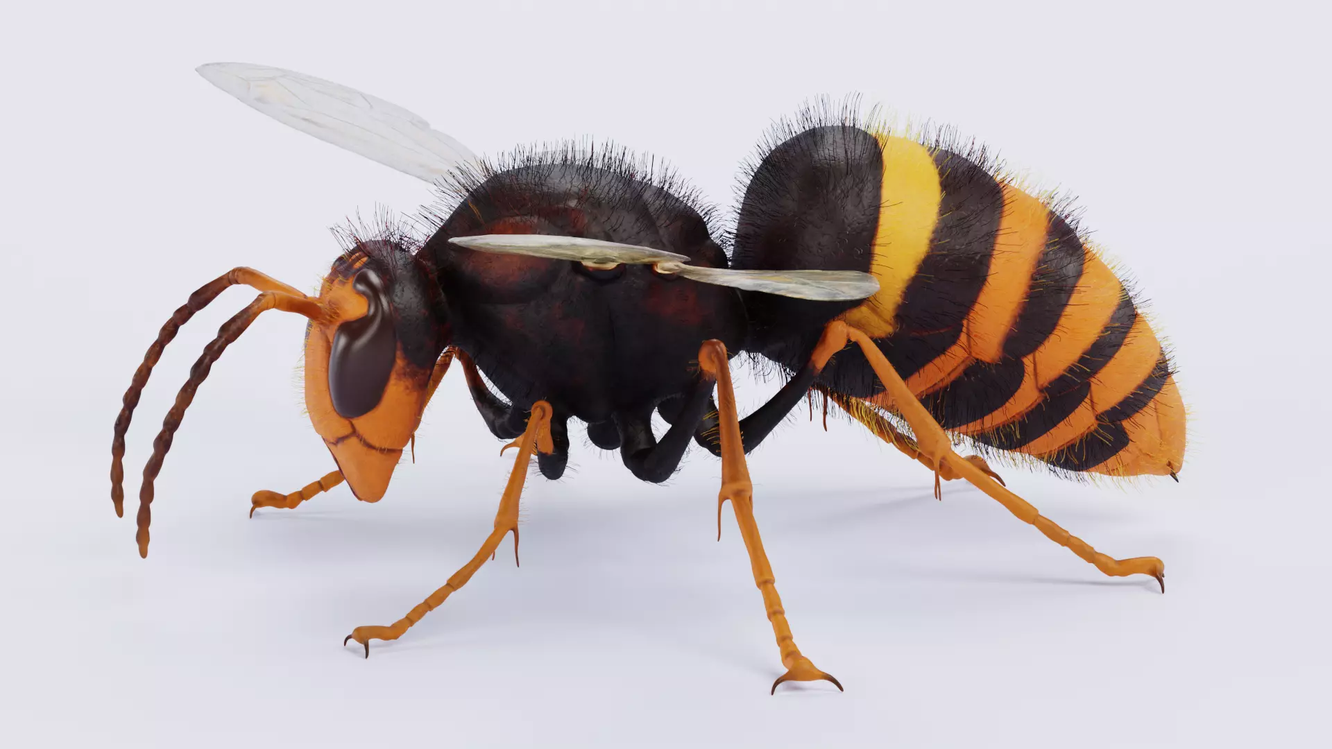 -Asian Giant Hornet - 3D model_0