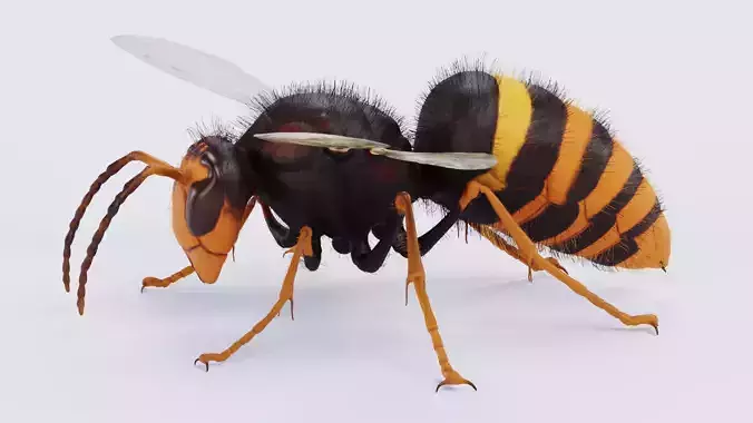 -Asian Giant Hornet -