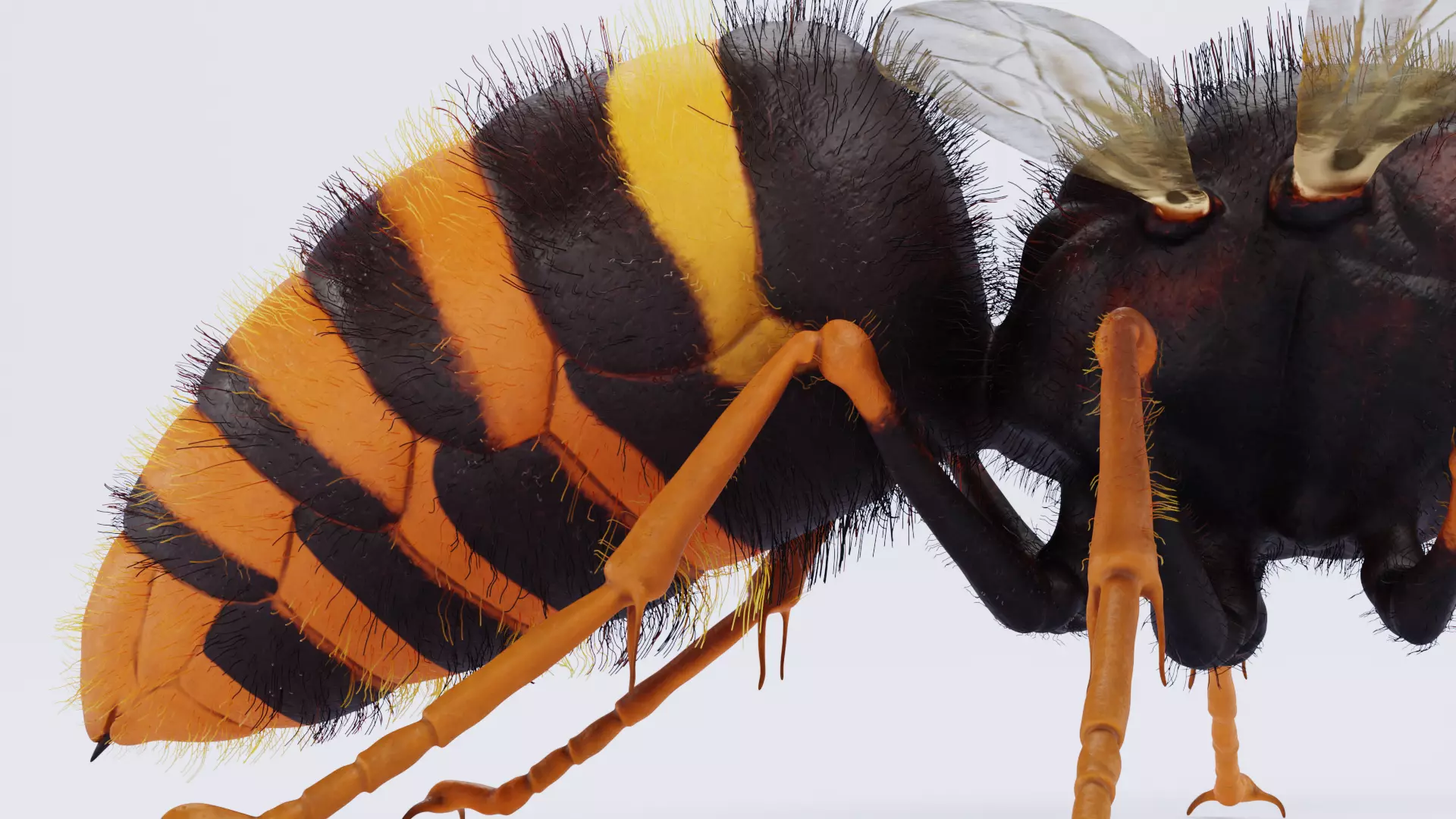 -Asian Giant Hornet - 3D model_10