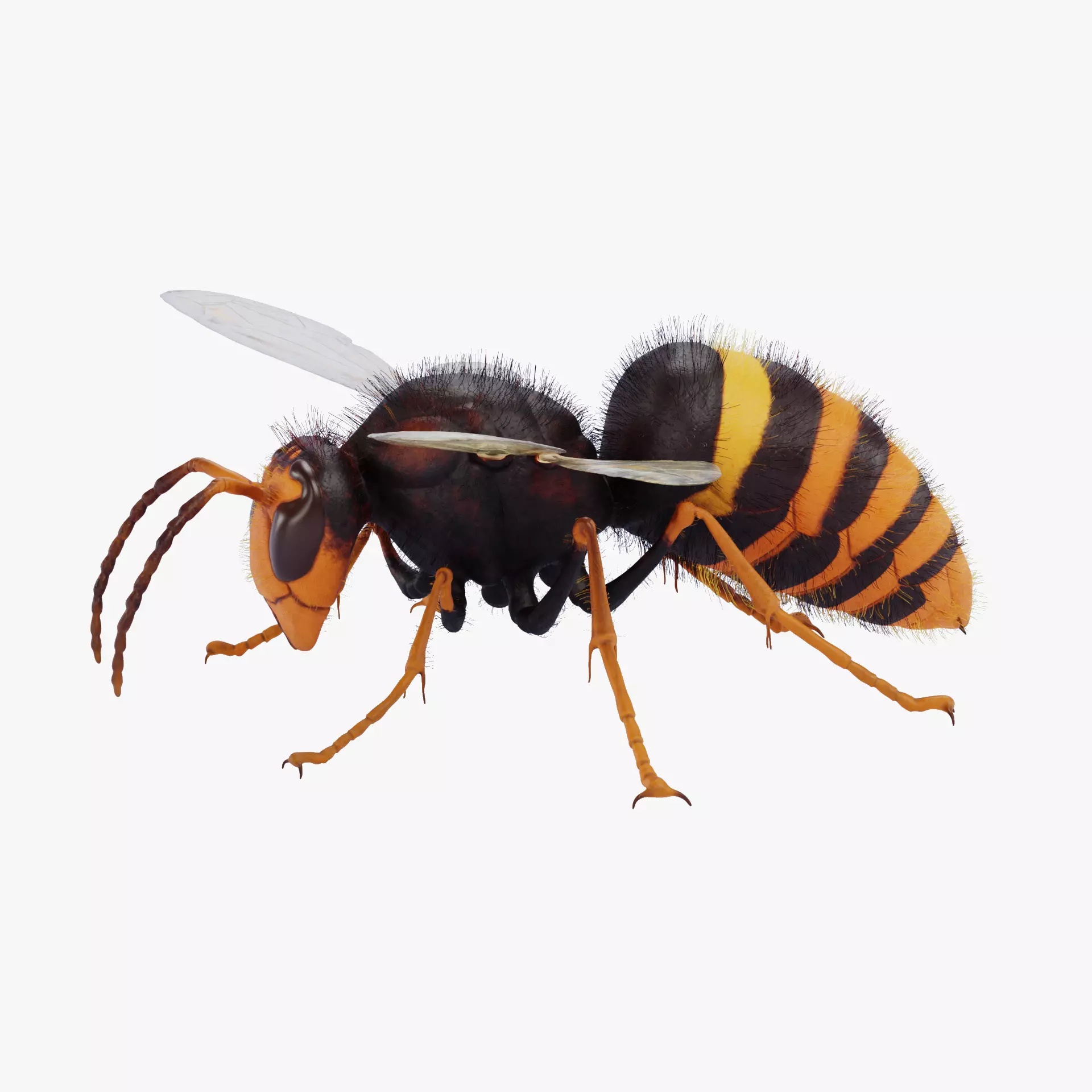 -Asian Giant Hornet - 3D model_18