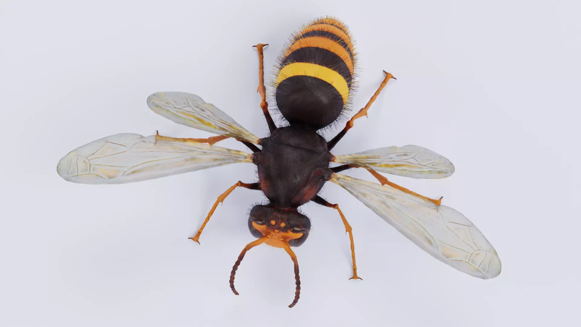 -Asian Giant Hornet - 3D model_4