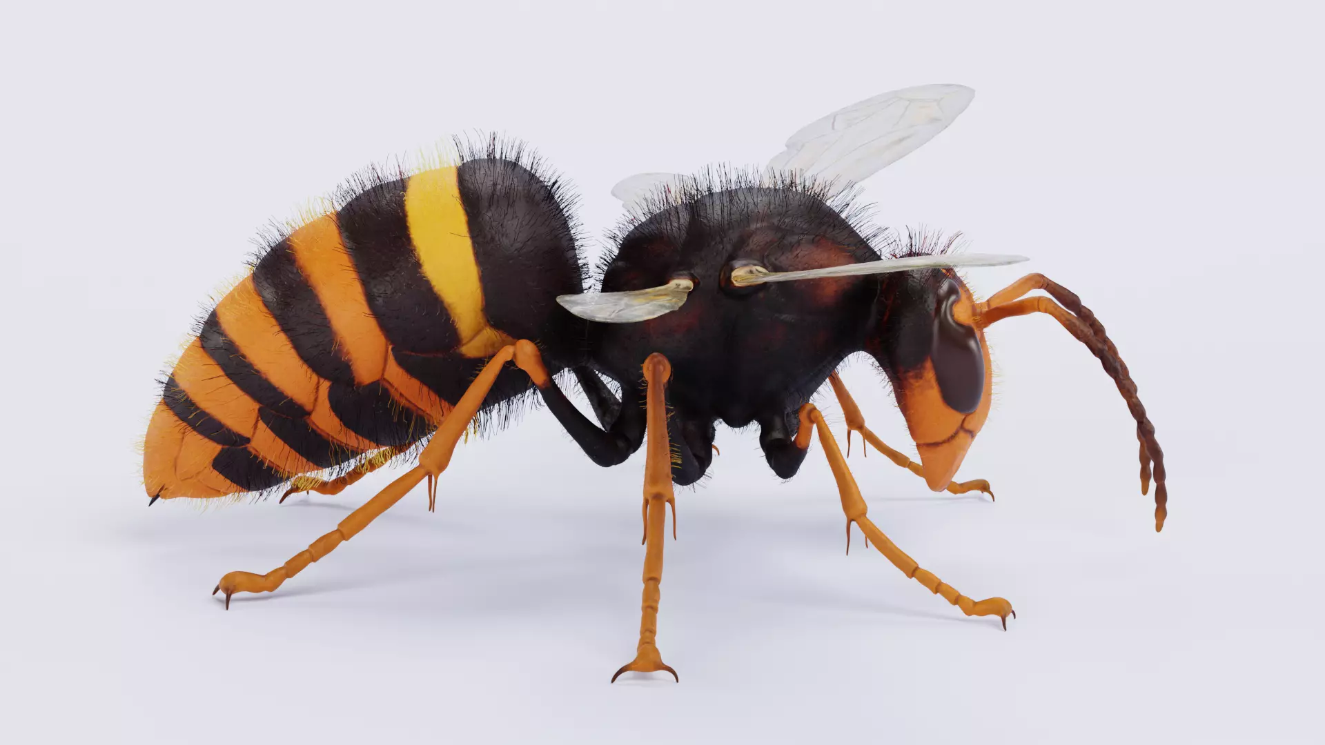 -Asian Giant Hornet - 3D model_2